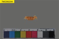 藏品(乳白南方招潮蟹)的圖片